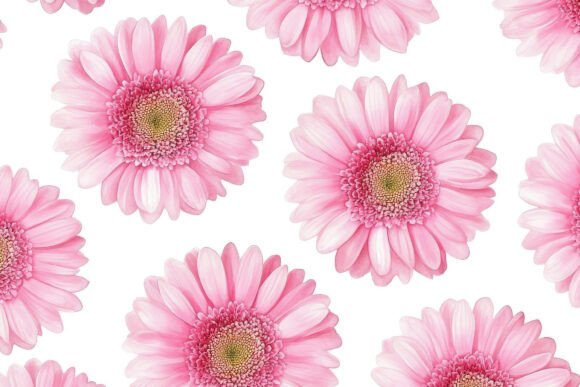 Gerbera Flowers with White Background: A Burst of Digital Joy